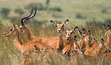 Tanzanie Big Five et au-delà - 7 jours de safari circuit