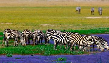 Safari découverte en Afrique de l\'Est - 5 jours au Kenya et en Tanzanie circuit