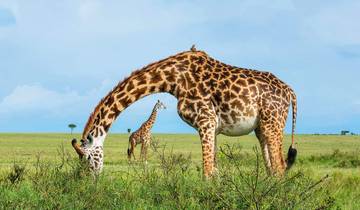 Circuito Expedición de safari y playa: 12 días por Kenia, Tanzania y Zanzíbar.