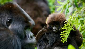 Central African Republic Wildlife & Rainforest Expedition 8 Days / 7 Nights Tour