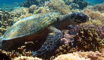Circuito Excursión de un día desde Manila para hacer snorkel en un santuario marino