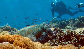 Circuito Excursión privada de un día de buceo a Anilao desde Manila