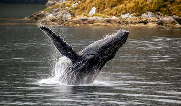 Circuito Punta Arenas, Chile: Pingüinos, Ballenas y Glaciares