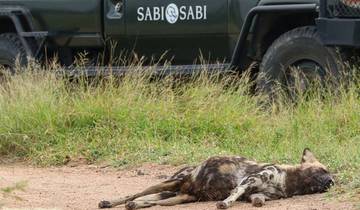 Safari de 4 días por Sabi Sands en el Umkumbe Safari Lodge