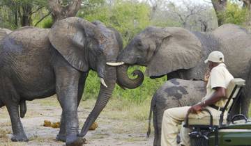 Safari de 3 días para ver a los «Cinco Grandes» en el Elephant Plains Lodge, en Sabi Sands