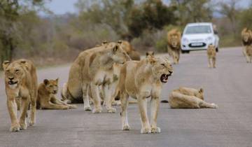 Circuito Aventura de lujo de 3 días en el Parque Nacional Kruger