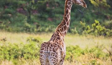 4 Day Mid Range Safari - Kwa Maritane Bush lodge
