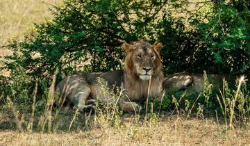 Wildlife of Western Uganda Safari (from Entebbe to Mabamba Swamp) Tour