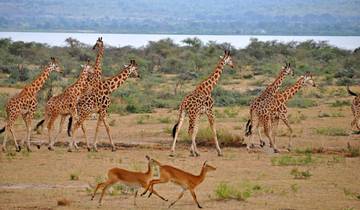 21 Days in Uganda – Responsible Adventure Travel, Wildlife & Primates 21 Days Tour