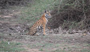 Das Goldene Dreieck und die Ranthambore-Tiger-Safari mit 4-Sterne-Hotels Rundreise