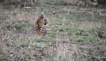 Golden Triangle and Ranthambore Tiger Safari with 4 Star Hotels