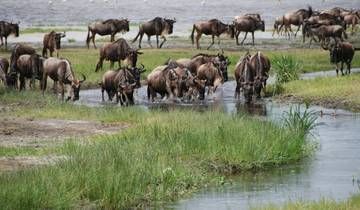 4 Days Big Five Safari Tour