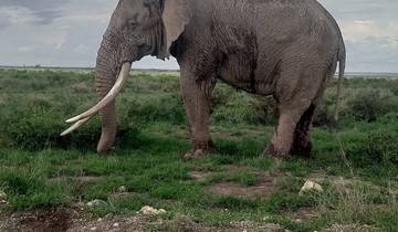 4 Days in Masai Mara And Lake Nakuru Private Safari - Transport 4x4 Jeep Tour
