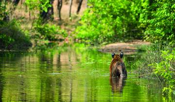 Indien: Panorama: Rajasthan, Tigersafaris & Mumbai