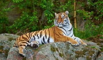 Circuito Circuito de 6 días por el Triángulo Dorado con los tigres de Ranthambore: el Taj Mahal al amanecer o al atardecer