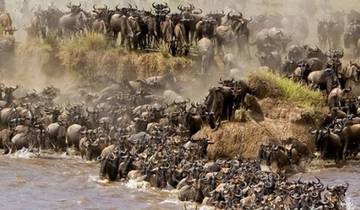 7 Days Tanzania Safari & Zanzibar | Wildlife Adventure and Tropical Beach Escape Tour