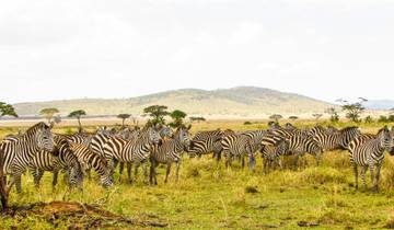 3 Days Serengeti & Ngorongoro Budget Camping Safari | Big Five Wildlife Adventure in Tanzania Tour