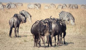 4 Days Budget Tanzania Safari | Tarangire, Serengeti & Ngorongoro Camping Adventure Tour