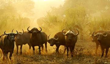 Signature : Kruger, les chutes Victoria et les merveilles sauvages du Botswana – National Geographic