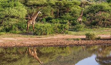 8-daagse safari in Tanzania & strandvakantie op Zanzibar | Serengeti, Ngorongoro-krater & ontsnapping aan de Indische Oceaan-rondreis