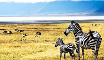 10 Days Tanzania Safari & Zanzibar Escape | Serengeti, Ngorongoro, Tarangire & Zanzibar Beach Holiday Tour