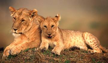 Geluxe: Kenya & Seychelles: Maasai Mara, Wildlife Safaris & Island Shores
