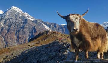 Trek du camp de base du Mardi Himal circuit