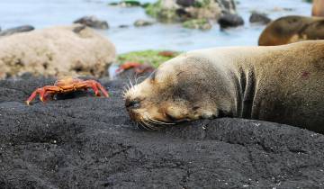 Voyages : La faune des îles Galápagos - National Geographic