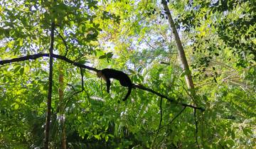 Costa Rica: Pura Vida Firsthand Tour