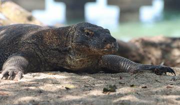 Komodo et bien plus encore : îles et histoires autochtones