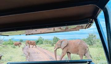 Afrique du Sud : le parc Kruger, la Garden Route et Le Cap