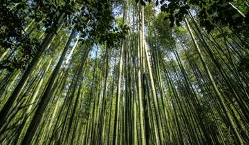 Les incontournables de Kyoto, Nara et Osaka en 8 jours : culture, gastronomie et aventure