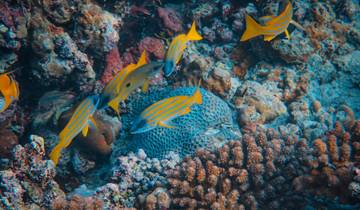 Escapade de 7 jours aux Maldives : la ville de Malé, Maafushi, plongée libre et croisière pour observer les dauphins