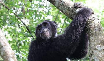 Safari in Ruanda: Gorillas, Schimpansen, die „Big 5“ und Großkatzen Rundreise