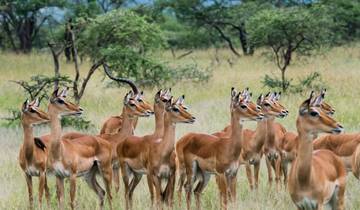 Serengeti et Kilimandjaro
