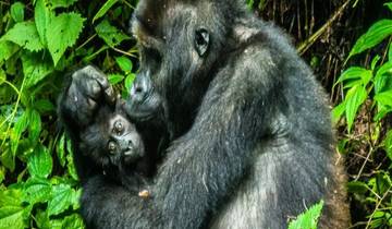Gorilla- und „Big Five“-Safari – Tansania und Uganda Rundreise