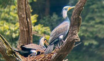 Indien: 6-tägige Reise durch die Hügel von Kerala, mit Wildtierbeobachtungen und Backwater-Tour (mit Hoteloptionen der Kategorien 3★, 4★ und 5★)