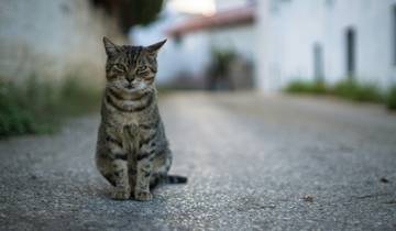 La Turquie pour les amoureux des chats : un circuit de 8 jours à Istanbul, Éphèse et en Cappadoce avec @travelingcatsitter