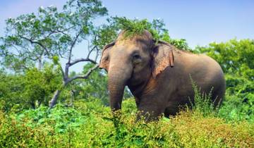 Sri Lanka: Sporen van erfgoed en ongerepte natuur-rondreis