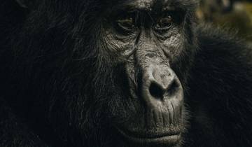 Uganda Chimpanzees, Wildlife & Gorillas Tour