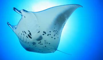 Maldives Marine Escape - 5 days Tour