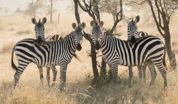 Wilde Safari & Tropische Strandflucht Rundreise