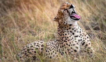 Le safari familial ultime en Tanzanie