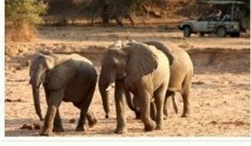 Offre spéciale pour le parc national de Ruaha - 4 jours de safari animalier