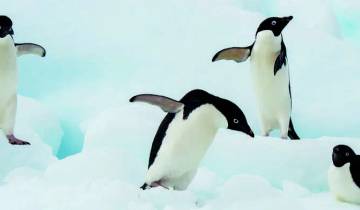 The Antarctic Peninsula and Weddell Sea - M/V Ushuaia