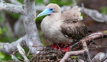 7 Days in Galapagos Islands, incl. San Cristóbal and Santa Cruz