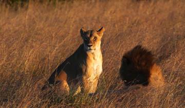 Circuito Corto safari en Kenia, con safaris en el Masai Mara