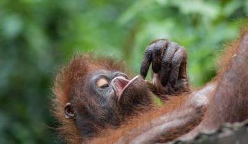 Sandakan Orangutan Experience 4D/3N