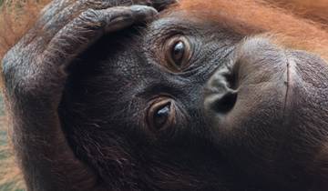 Sandakan Orangutan Experience 4D/3N