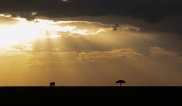 Gorilles et Masai Mara - Camping